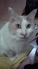 �V�쁗�X�J�b�V���R�[�g����