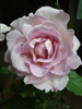 gardenflower����