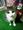 �t�H�X�x���[����