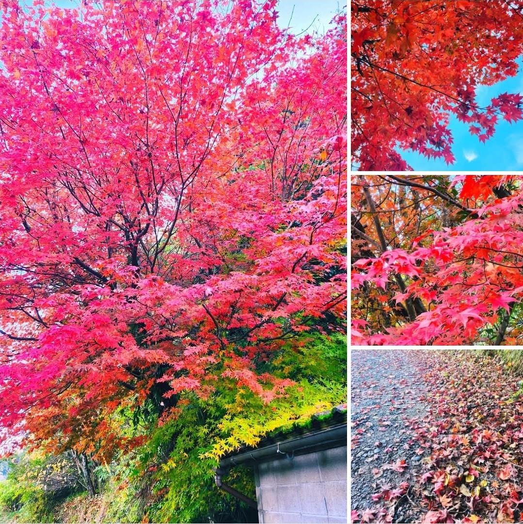 うちのもみじがキレイに染まりました.。.:*☆ by 星のカケラ☆*°さん の画像