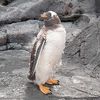 ウクレレ55さん
