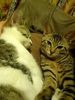 猫石田さん