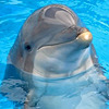 ☆DOLPHIN☆さん