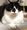 MONOTONECAT����