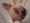 smiledog����
