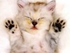カッキーままさん