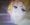 �}���R�E�A���g���l�b�g����