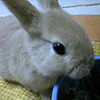 nijntje_pluis����