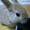 nijntje_pluisさん nijntje_pluisさん
