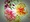 ��Ranunculus������