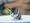 korin*����