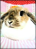 ���[bunny����
