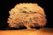 2010-01-22 04:43:51