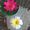 ��Plumeria������