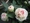 SNOWDROP18����