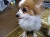 momomarudog����