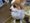momomarudog����