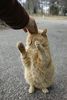 みなみ(`ェ´)ピャーさん