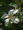 asamine����