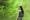 sato-gori����