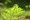 greenao����