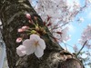 �Ђ�̂肱����