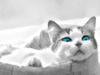 �E�C�����F�[������