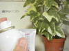 a.c.care / BB �G�[�V�[�P�A �x�m���G�b�Z���X�iby mallun����j