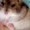 �g���������񂳂�