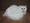 blancocat����