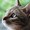 vivcat����
