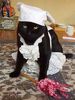 猫のジョーイさん