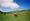 Borzoi����