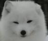 じぇんぽんさん
