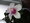 rum-26����