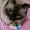 shelill����