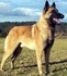 Belgian Shepherd Dog Malinois by konyac ����
