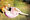 aizu����
