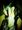 death_wife����