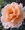 �˂݁�03����