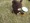 Hachiya����