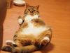 sawacat����