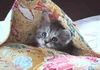 たびこちゃんさん