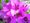 Callisto����