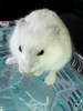 schwein����