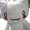 kachua_xさん