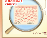 �����̎d�g�݂�CHECK�I�i�C���[�W�}�j
