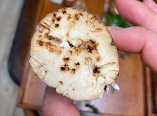 虫食いの松茸について - 美容外すみません。 今朝買った松| Q&A