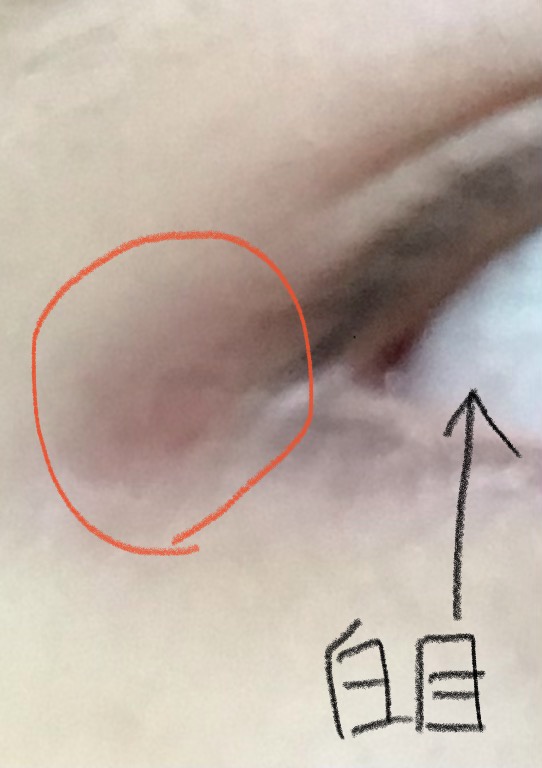 �ڐK�ɃA�C���C�����c�� by �������� �̉摜